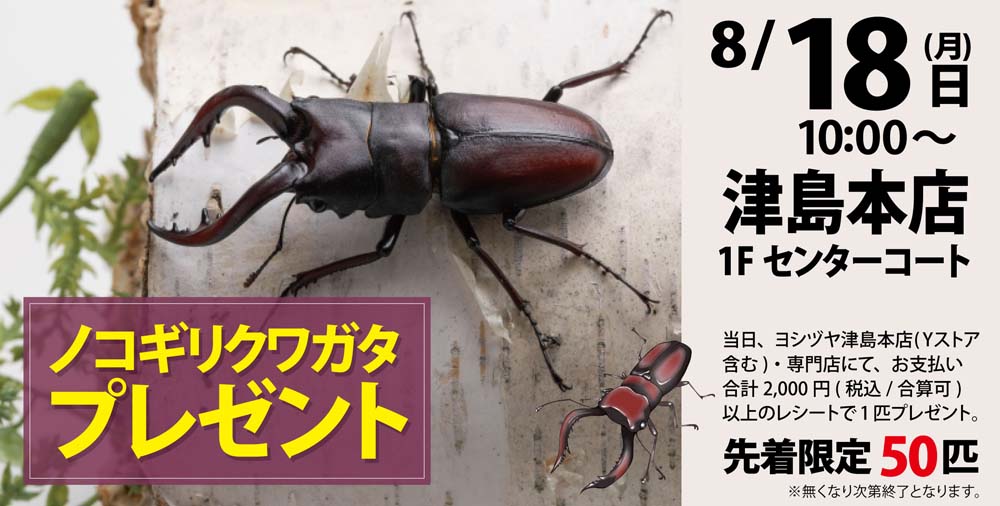 ヨシヅヤ　クワガタプレゼント　津島本店20250818