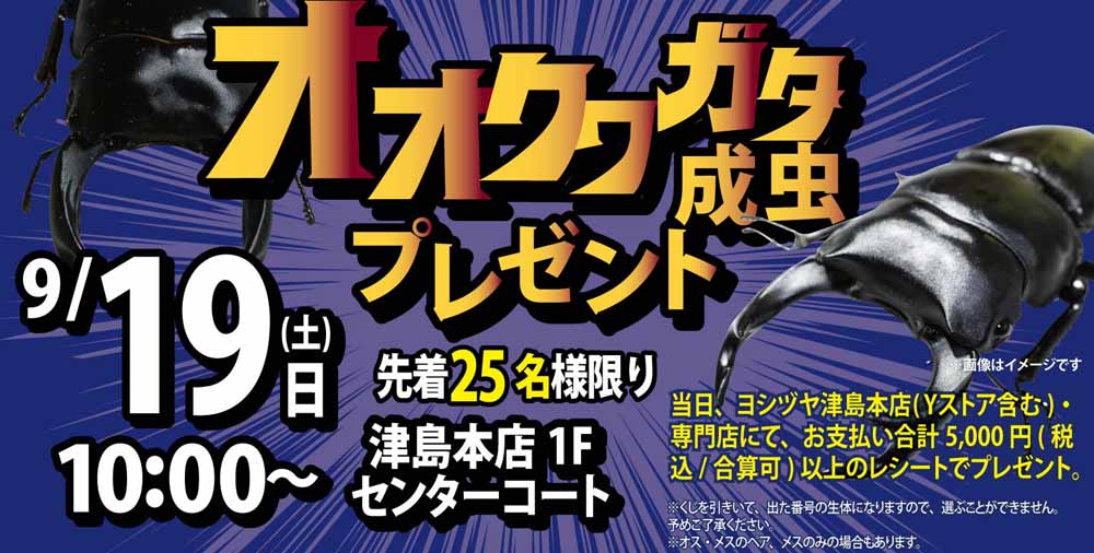 オオクワガタ成虫プレゼント　0919